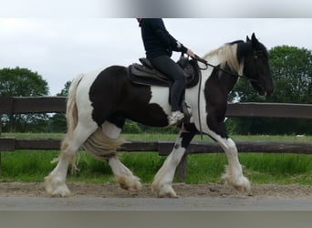 Tinkerhäst, Valack, 3 år, 154 cm, Pinto