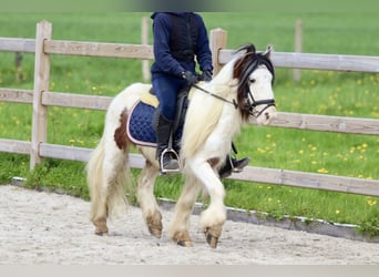 Tinkerhäst, Valack, 4 år, 118 cm, Pinto