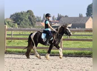 Tinkerhäst, Valack, 4 år, 120 cm, Pinto