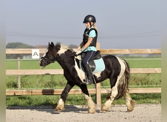 Tinkerhäst, Valack, 4 år, 120 cm, Pinto