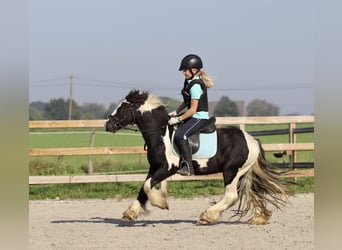 Tinkerhäst, Valack, 4 år, 120 cm, Pinto