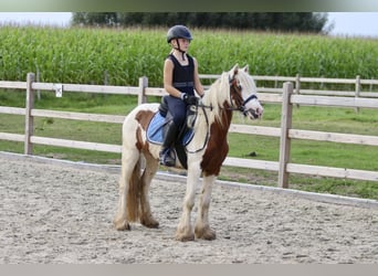 Tinkerhäst, Valack, 4 år, 124 cm, Pinto