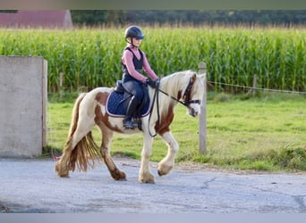 Tinkerhäst, Valack, 4 år, 124 cm, Pinto