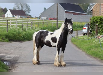 Tinkerhäst, Valack, 4 år, 125 cm, Pinto