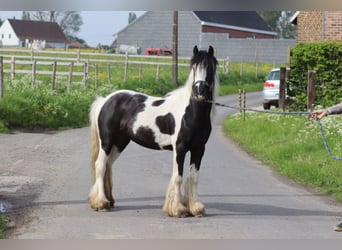 Tinkerhäst, Valack, 4 år, 125 cm, Pinto