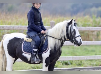 Tinkerhäst, Valack, 4 år, 125 cm, Pinto