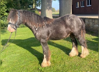 Tinkerhäst, Valack, 4 år, 130 cm, Mörkbrun