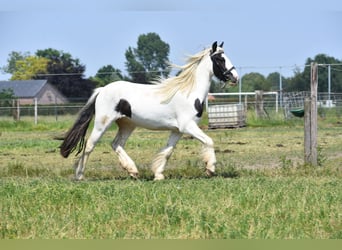 Tinkerhäst, Valack, 4 år, 130 cm, Pinto