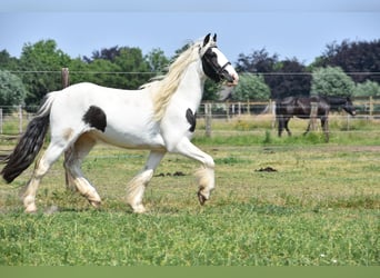 Tinkerhäst, Valack, 4 år, 130 cm, Pinto