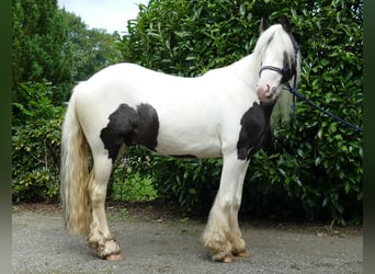 Tinkerhäst, Valack, 4 år, 134 cm, Pinto