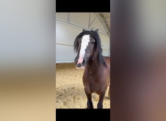 Tinkerhäst, Valack, 4 år, 138 cm, Mörkbrun