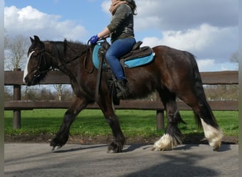 Tinkerhäst, Valack, 4 år, 141 cm, Rökfärgad svart