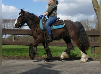 Tinkerhäst, Valack, 4 år, 141 cm, Rökfärgad svart