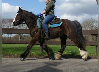 Tinkerhäst, Valack, 4 år, 141 cm, Rökfärgad svart