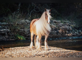 Tinkerhäst, Valack, 4 år, 142 cm, Brun