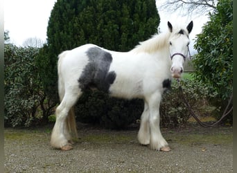 Tinkerhäst, Valack, 4 år, 142 cm, Pinto