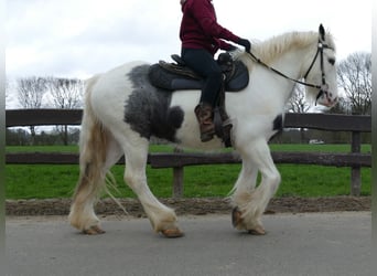 Tinkerhäst, Valack, 4 år, 142 cm, Pinto