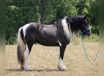 Tinkerhäst, Valack, 4 år, 145 cm