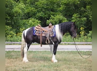 Tinkerhäst, Valack, 4 år, 145 cm