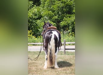Tinkerhäst, Valack, 4 år, 145 cm