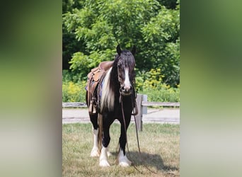 Tinkerhäst, Valack, 4 år, 145 cm