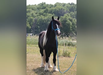 Tinkerhäst, Valack, 4 år, 145 cm