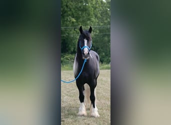 Tinkerhäst, Valack, 4 år, 145 cm