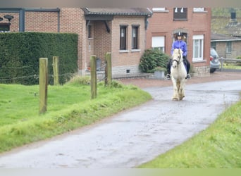 Tinker, Wallach, 4 Jahre, 145 cm, Palomino