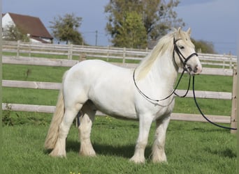 Tinker, Wallach, 4 Jahre, 145 cm, Palomino