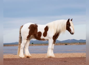 Tinkerhäst, Valack, 4 år, 145 cm, Tobiano-skäck-alla-färger