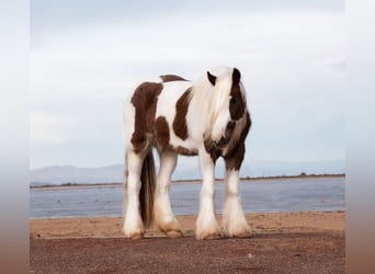 Tinkerhäst, Valack, 4 år, 145 cm, Tobiano-skäck-alla-färger