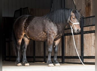 Tinkerhäst Blandning, Valack, 4 år, 147 cm, Gulbrun