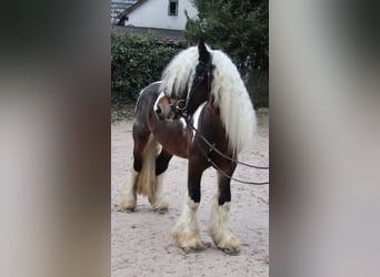 Tinkerhäst, Valack, 4 år, 147 cm, Pinto