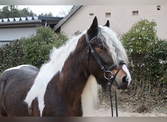 Tinkerhäst, Valack, 4 år, 147 cm, Pinto
