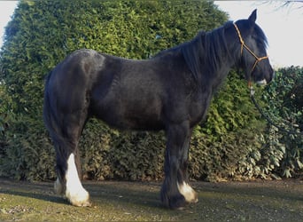 Tinkerhäst, Valack, 4 år, 147 cm, Svart