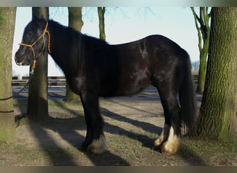 Tinkerhäst, Valack, 4 år, 147 cm, Svart