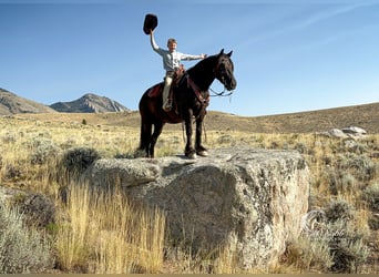 Tinkerhäst Blandning, Valack, 4 år, 147 cm, Svart