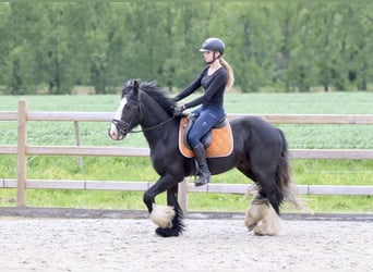 Tinkerhäst, Valack, 4 år, 149 cm, Svart