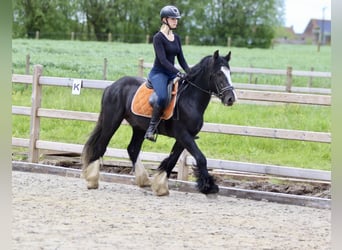 Tinkerhäst, Valack, 4 år, 149 cm, Svart