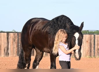 Tinkerhäst, Valack, 4 år, 150 cm, Svart