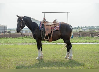 Tinkerhäst, Valack, 4 år, 165 cm, Tobiano-skäck-alla-färger