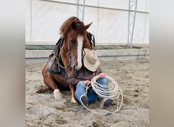 Tinkerhäst Blandning, Valack, 4 år, Rödskimmel