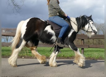 Tinkerhäst, Valack, 5 år, 124 cm, Pinto