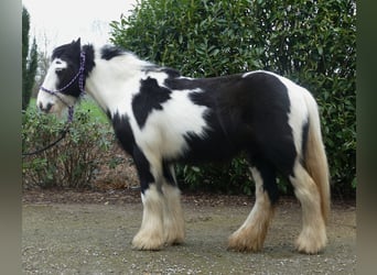 Tinkerhäst, Valack, 5 år, 124 cm, Pinto