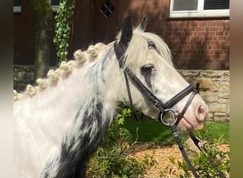Tinkerhäst, Valack, 5 år, 125 cm, Pinto