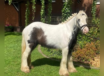 Tinkerhäst, Valack, 5 år, 125 cm, Pinto