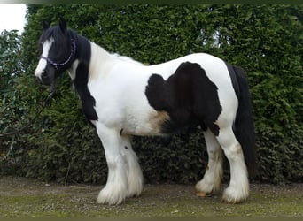 Tinkerhäst, Valack, 5 år, 133 cm, Pinto