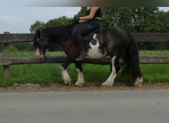 Tinkerhäst, Valack, 5 år, 133 cm, Pinto