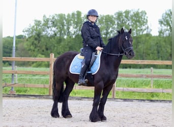 Tinkerhäst, Valack, 5 år, 135 cm, Svart