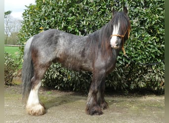 Tinkerhäst, Valack, 5 år, 136 cm, Svart